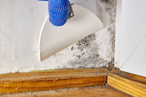 Trusted Nolensville, TN Mold Removal Experts